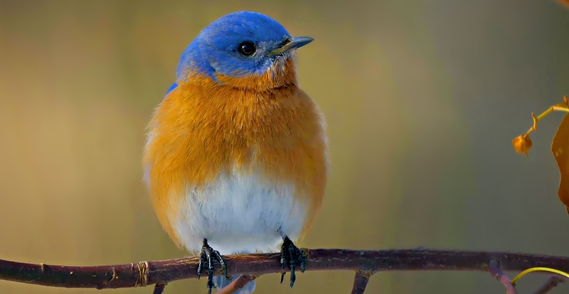 Eastern Bluebird